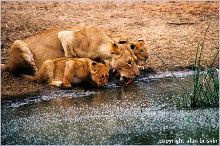lioness and cubs, south africa