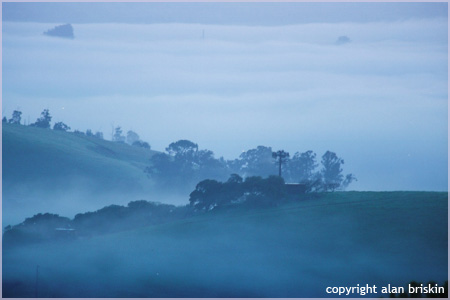 morning fog, petaluma, ca