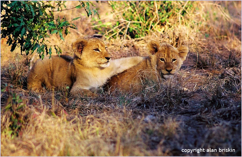lion cubs, phinda reserve, south africa