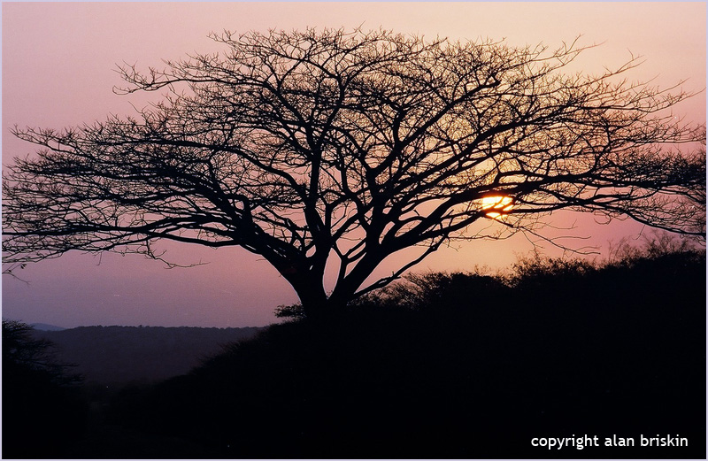 african tree, south africa