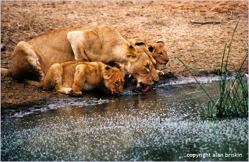 lioness and cubs, south africa