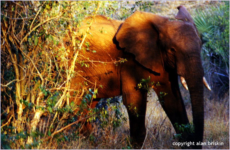 elephant, south africa