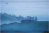 morning fog, petaluma, ca