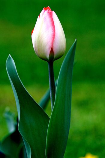 Tulip