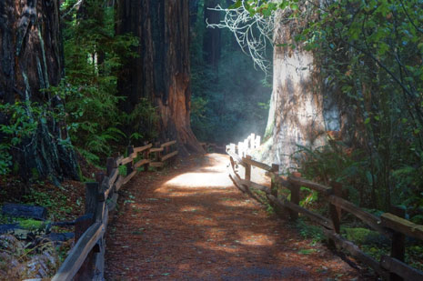 Redwood-forest-path